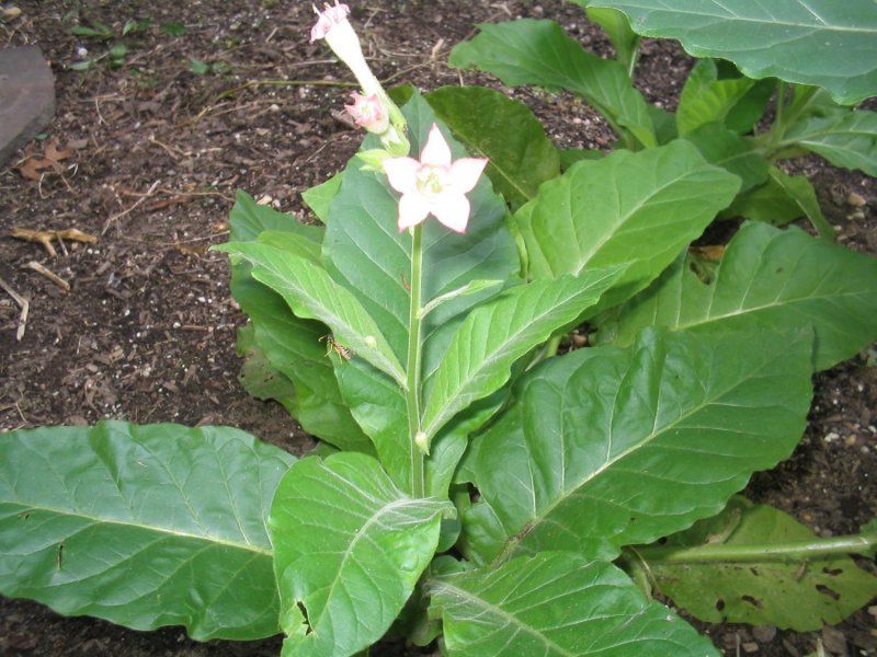 Табак длиннолистный (Nicotiana longifolia)