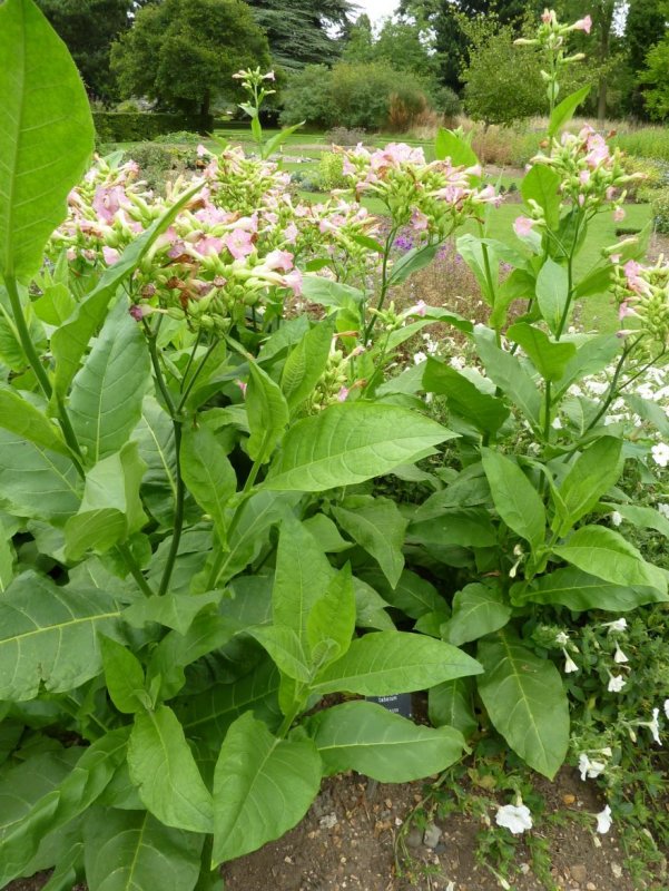 Сорт табака Nicotiana