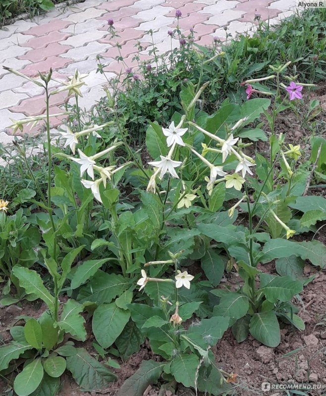 Табак крылатый сенсация