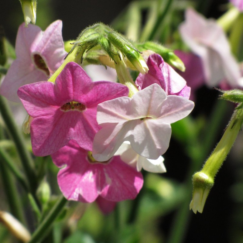 Nicotiana mutabilis