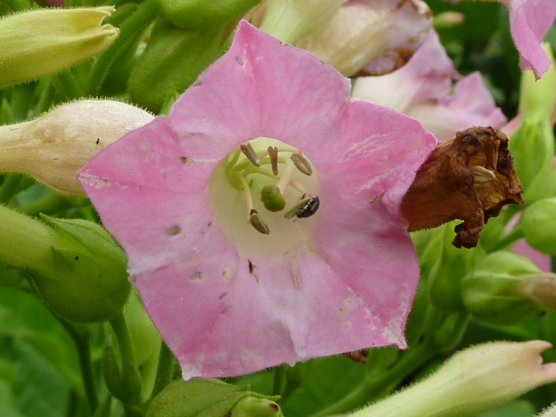 Табак Nicotiana tabacum