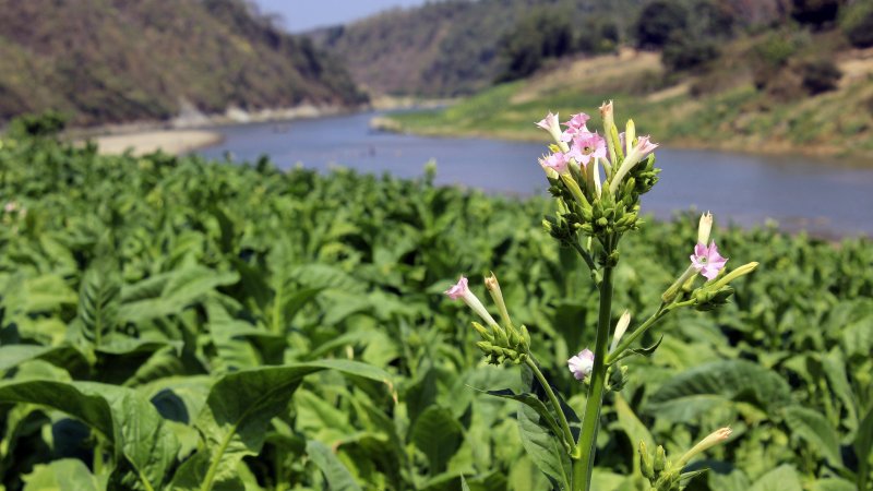 Растения Nicotiana