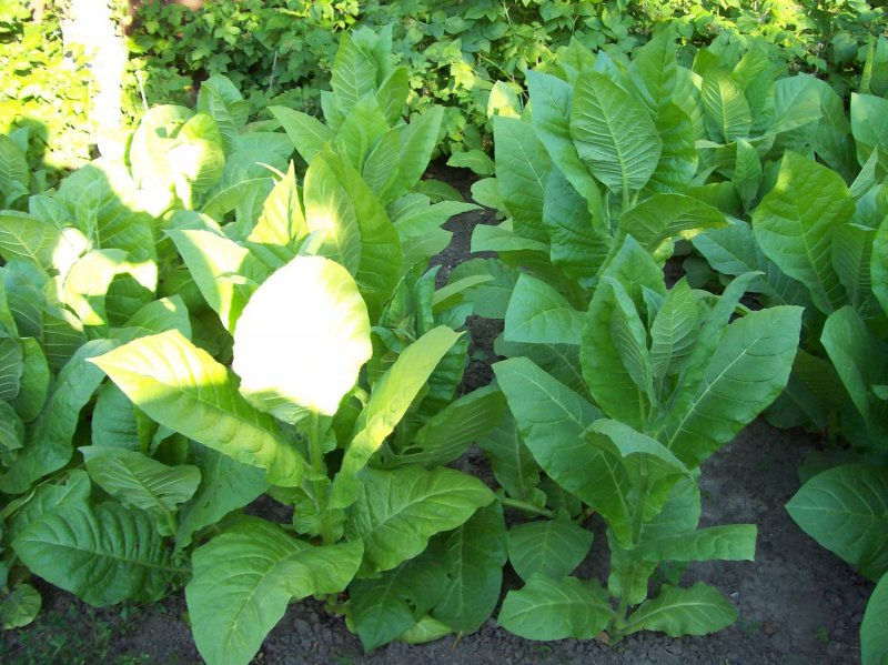 Растение Nicotiana tabacum