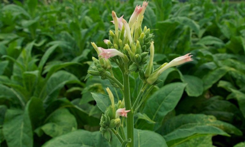 Табак махорка (Nicotiana Rustica l.)
