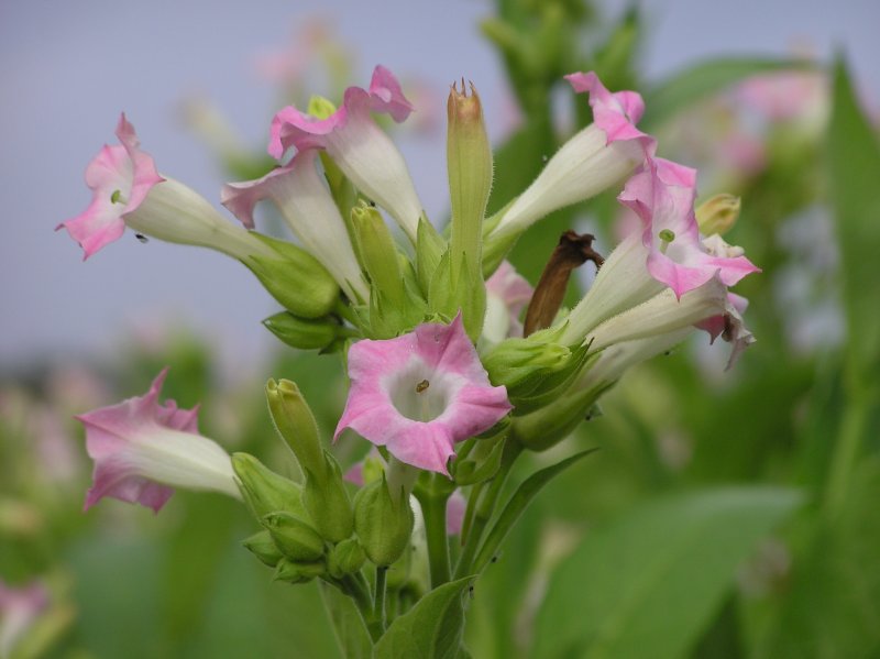 Растения Nicotiana