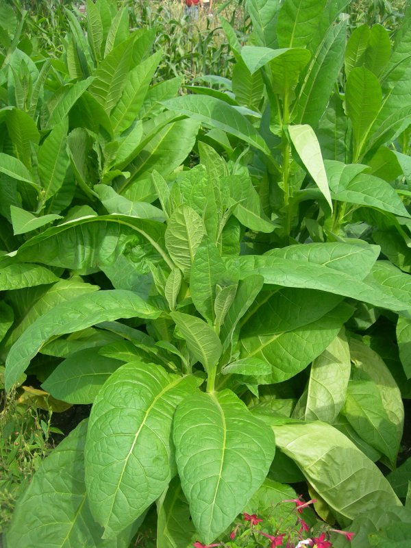 Сорт табака Nicotiana