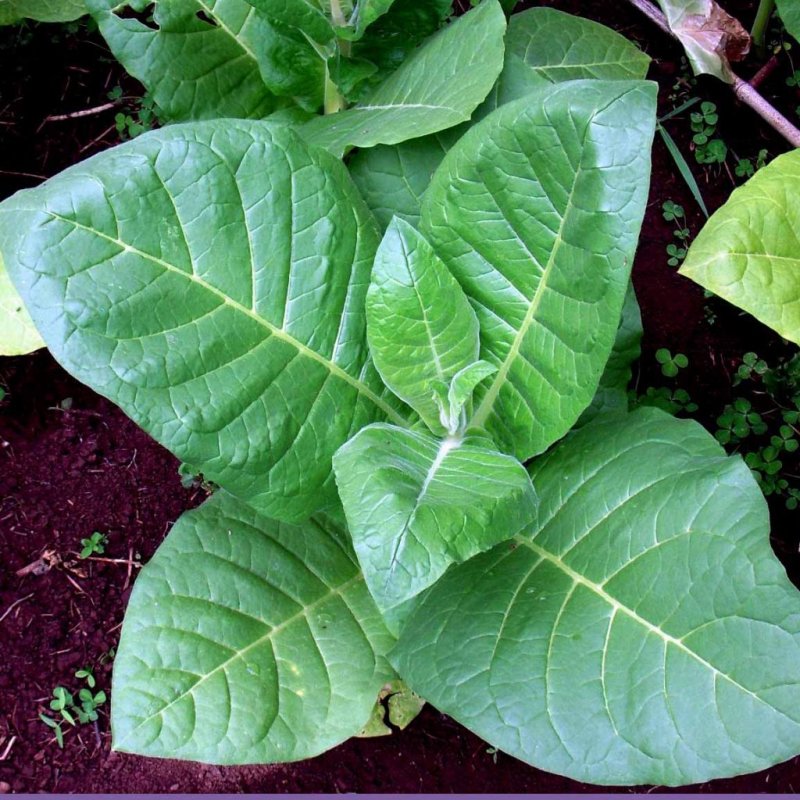 Табак махорка (Nicotiana Rustica l.)
