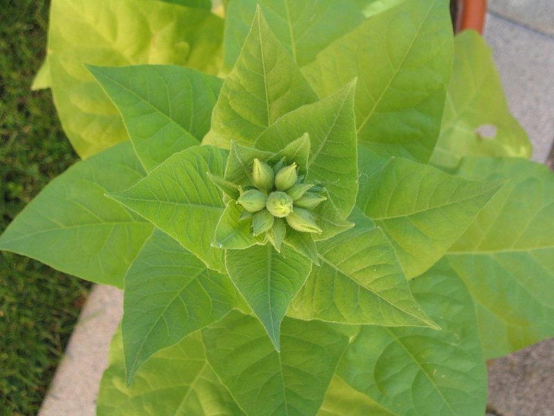 Табак махорка (Nicotiana Rustica l.)