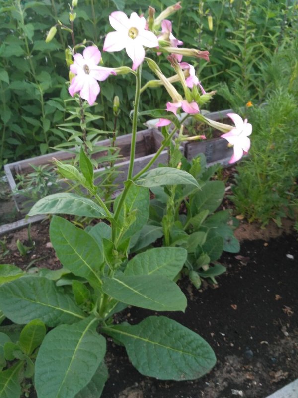 Табак душистый Nicotiana suaveolens