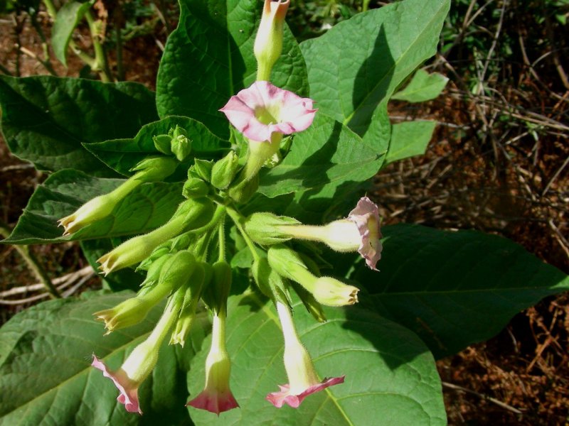Табак крылатый (Nicotiana alata)
