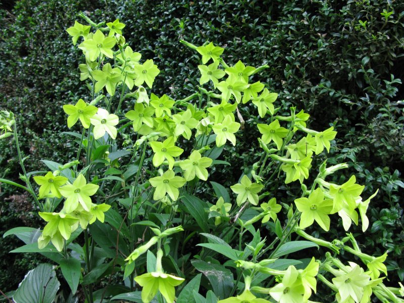 Nicotiana obtusifolia