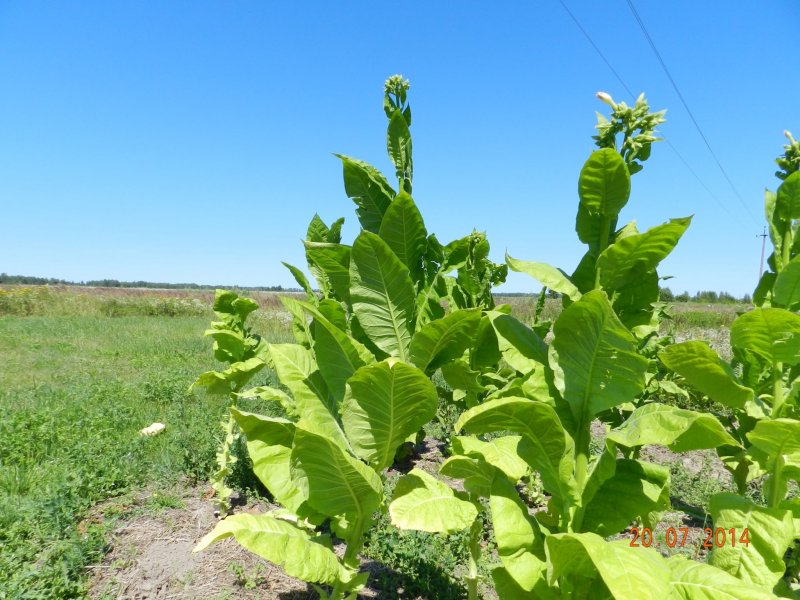 Табак крылатый (Nicotiana alata)
