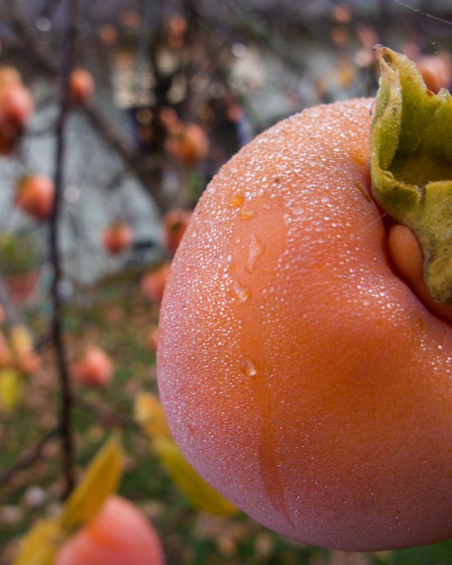 Хурма Diospyros
