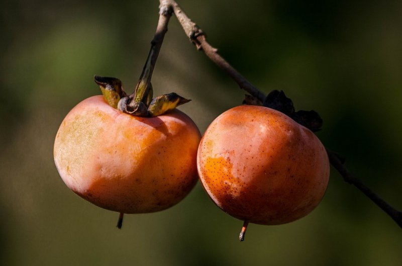 Хурма виргинская (Diospyros virginiana)