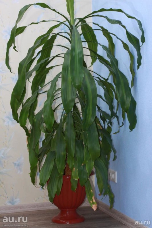 Драцена душистая (Dracaena fragrans)