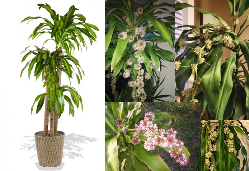 Драцена душистая Dracaena