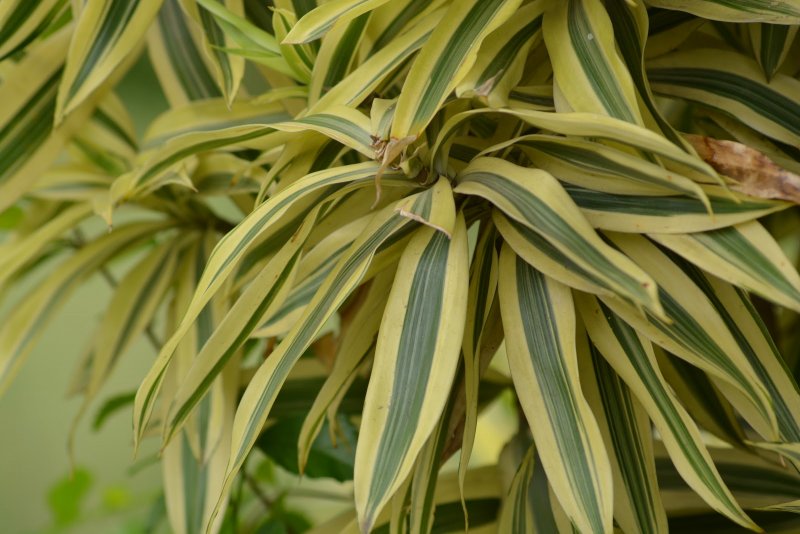 Драцена душистая (Dracaena fragrans)
