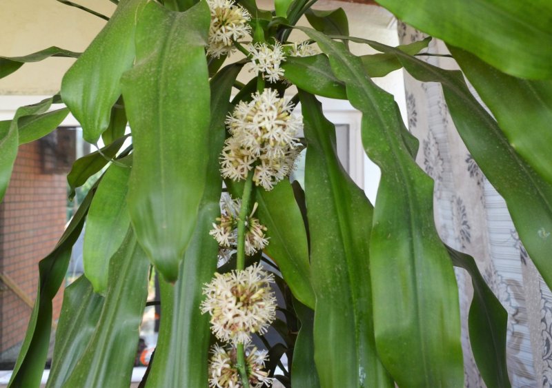 Драцена душистая Dracaena