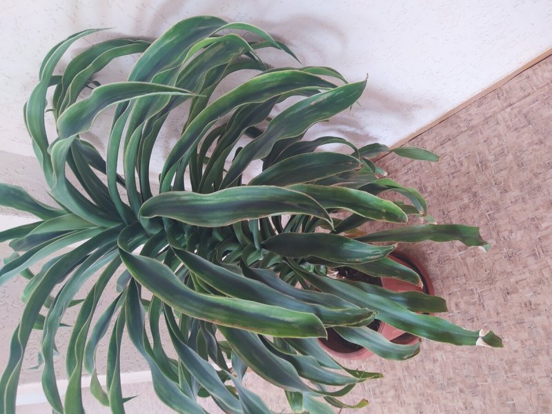 Драцена душистая Dracaena