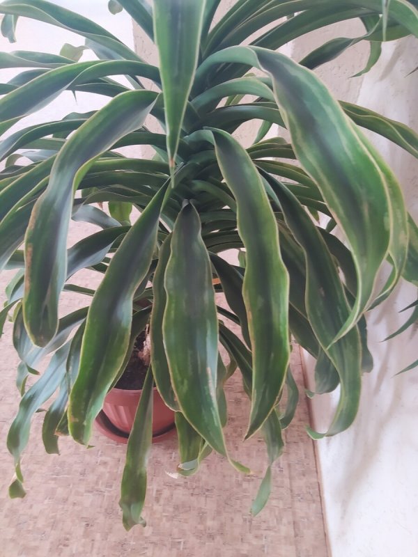 Драцена душистая (Dracaena fragrans)