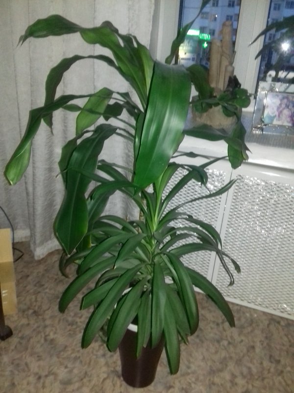 Драцена душистая Dracaena