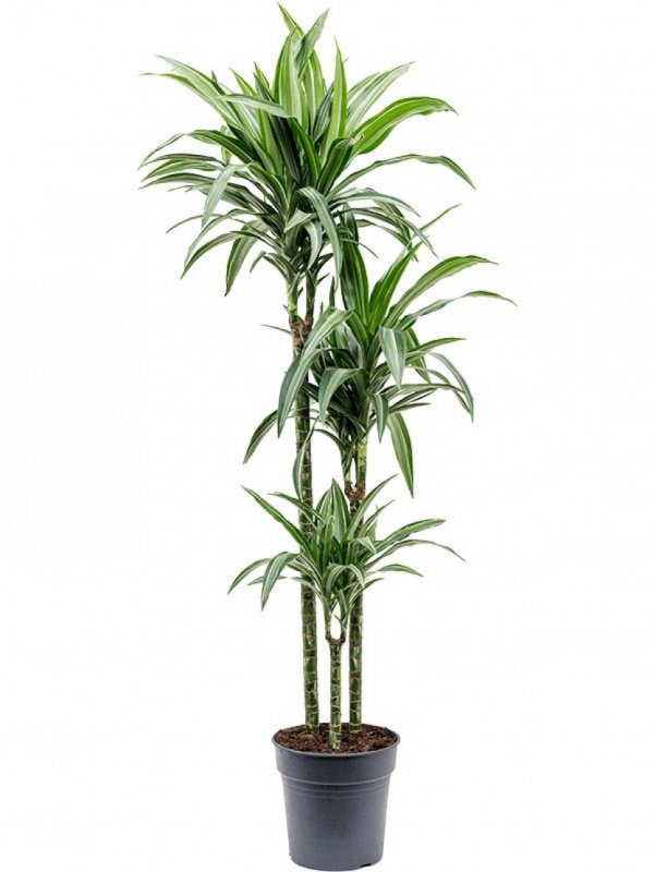 Драцена душистая (Dracaena fragrans)