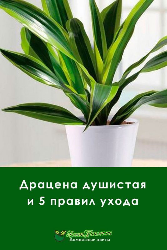 Драцена душистая лист