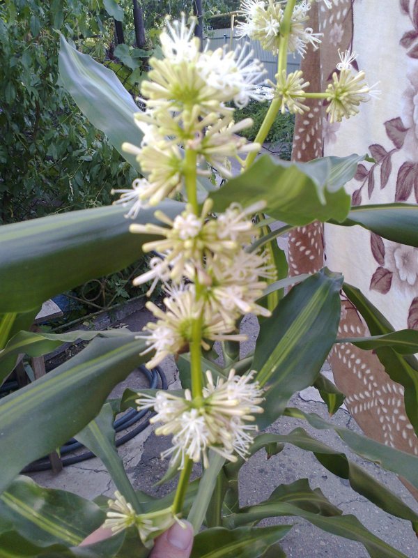 Драцена душистая Dracaena