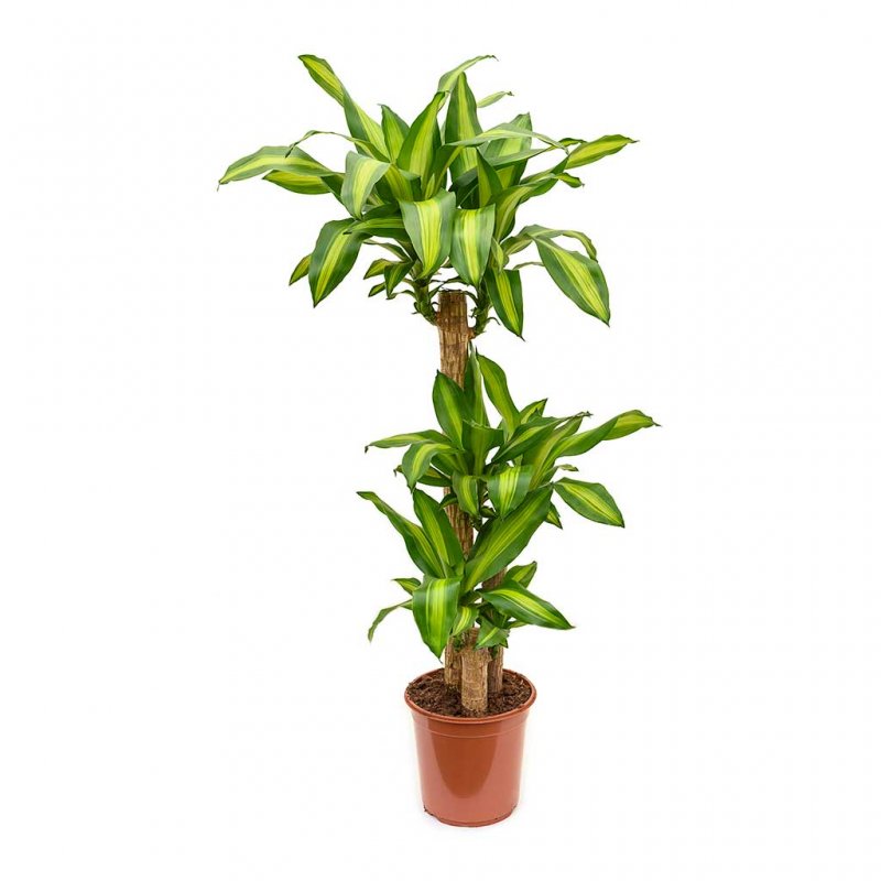 Драцена душистая Dracaena