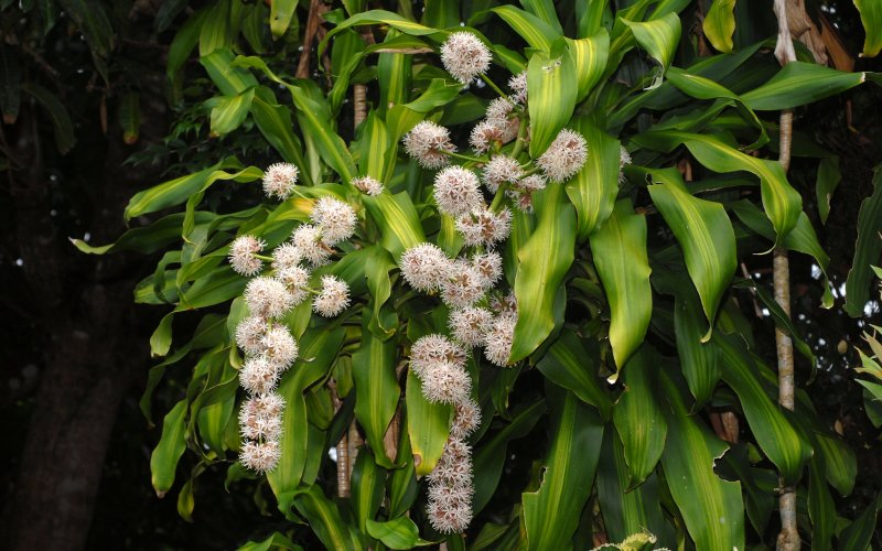 Драцена душистая (Dracaena fragrans)