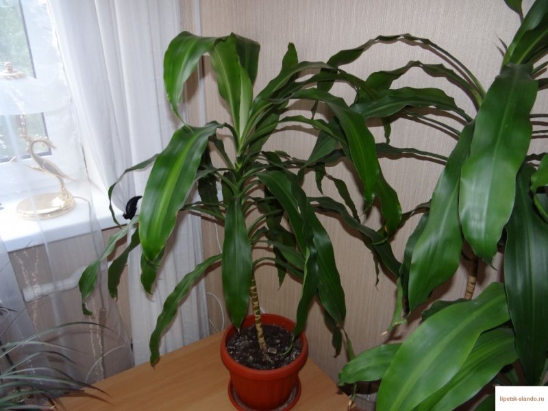 Драцена отогнутая (Dracaena Reflexa)