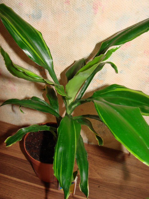 Драцена душистая (Dracaena fragrans)