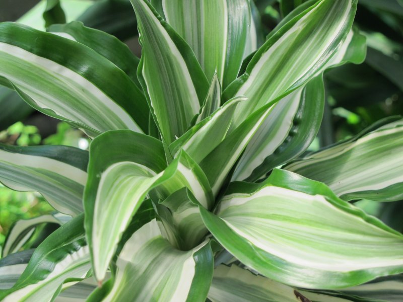 Драцена душистая Dracaena