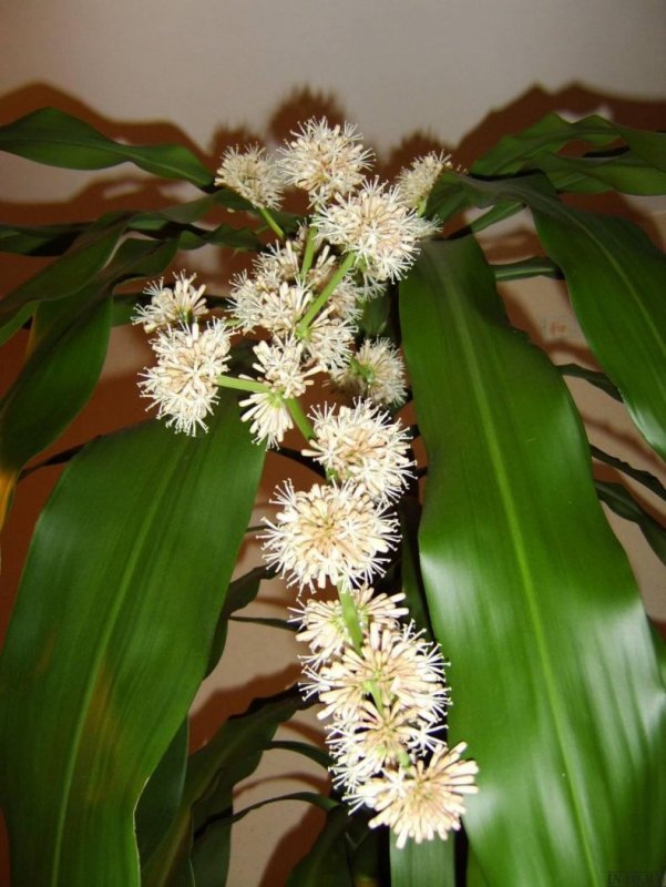 Драцена душистая (Dracaena fragrans)
