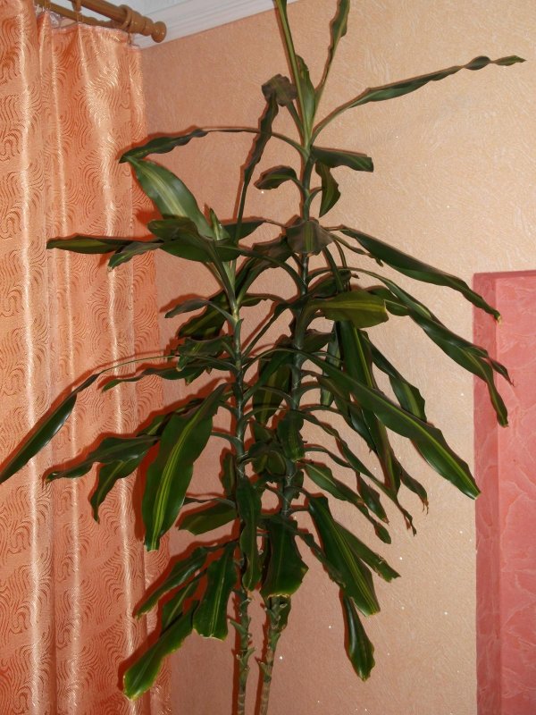 Драцена душистая (Dracaena fragrans)