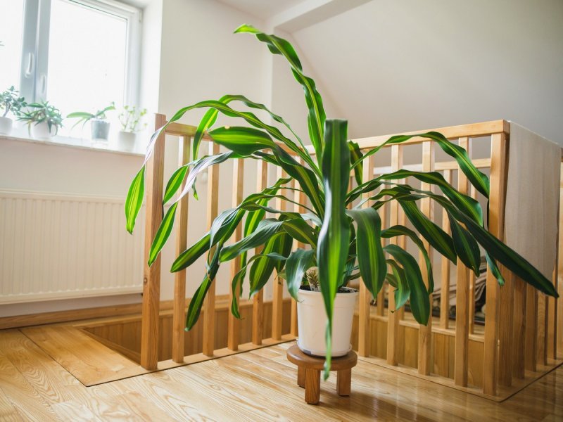 Драцена душистая Dracaena