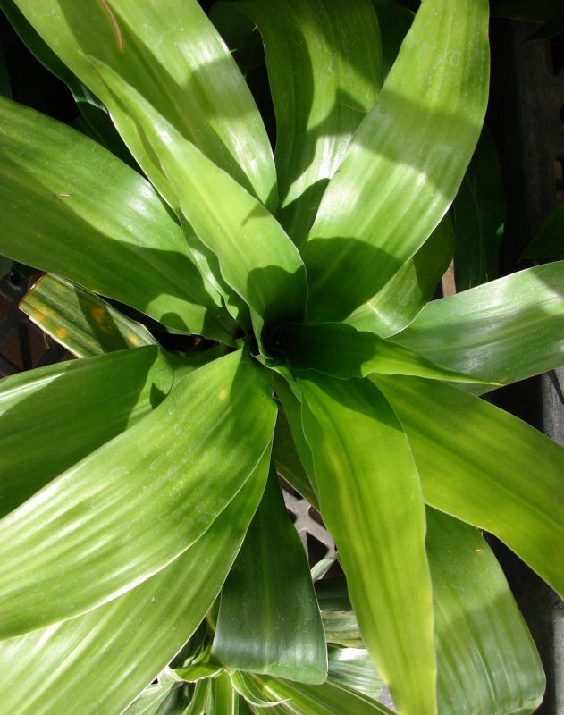 Драцена душистая Dracaena