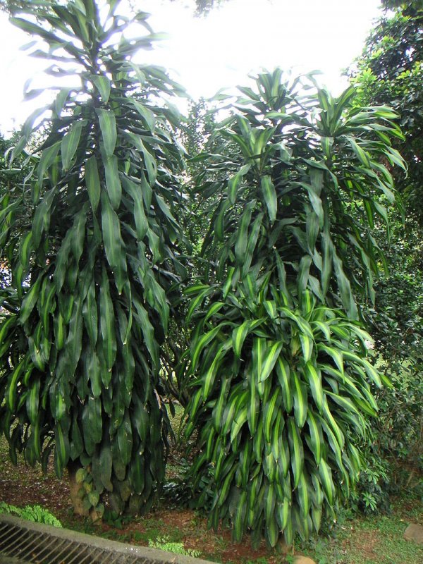 Драцена душистая Dracaena