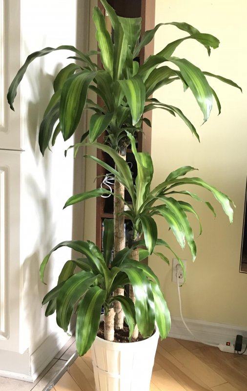 Драцена душистая Dracaena