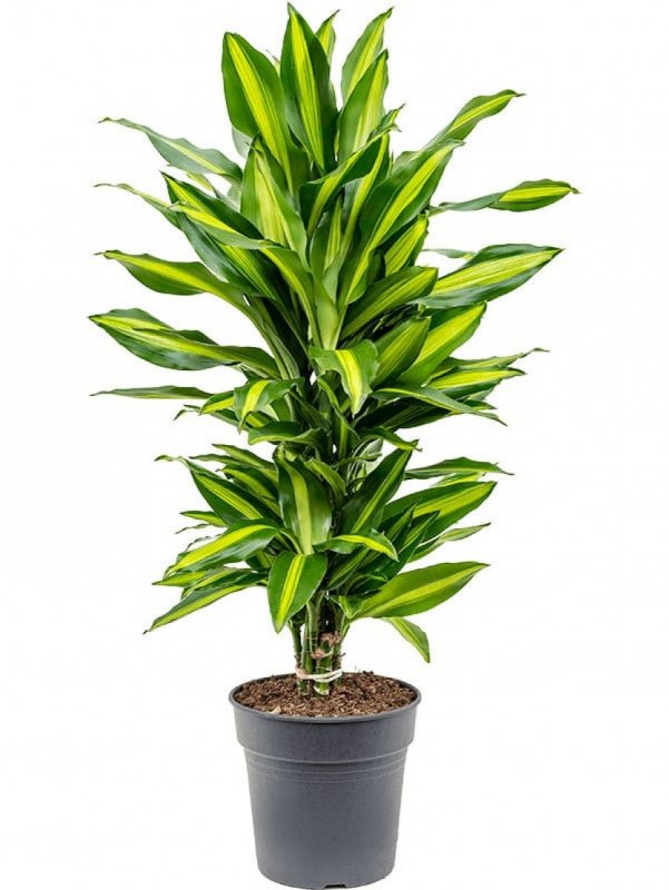 Драцена душистая Dracaena