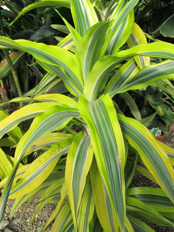 Драцена душистая (Dracaena fragrans)