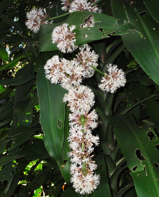 Dracaena fragrans (l.) ker Gawl.