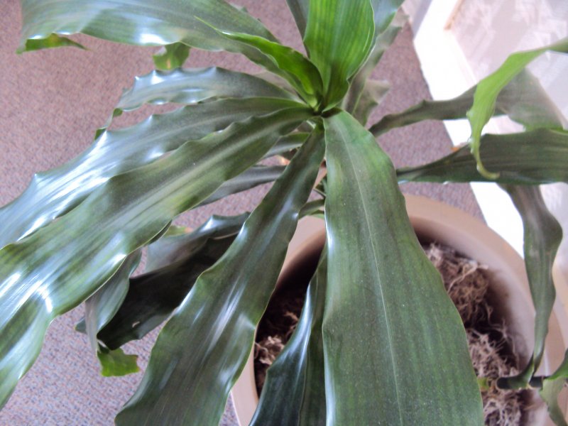 Драцена душистая (Dracaena fragrans)