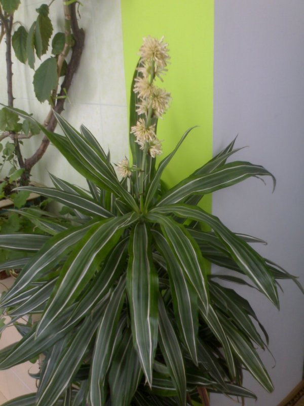 Драцена душистая (Dracaena fragrans)