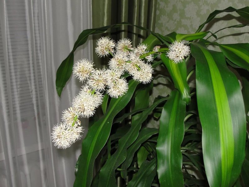 Цвекара