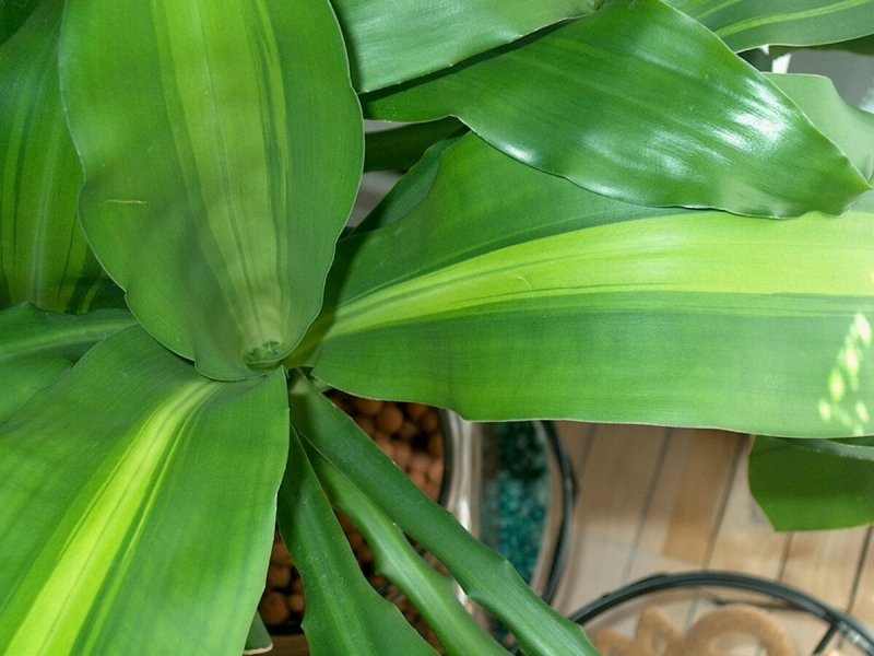 Dracaena Baramee Ngern.