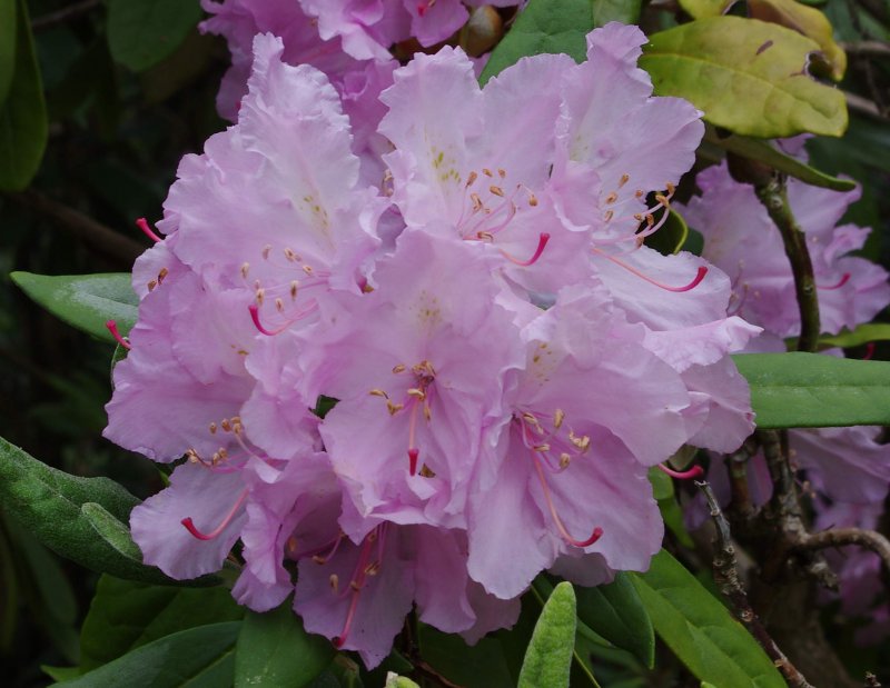 Рододендрон Смирнова Rhododendron smirnowii