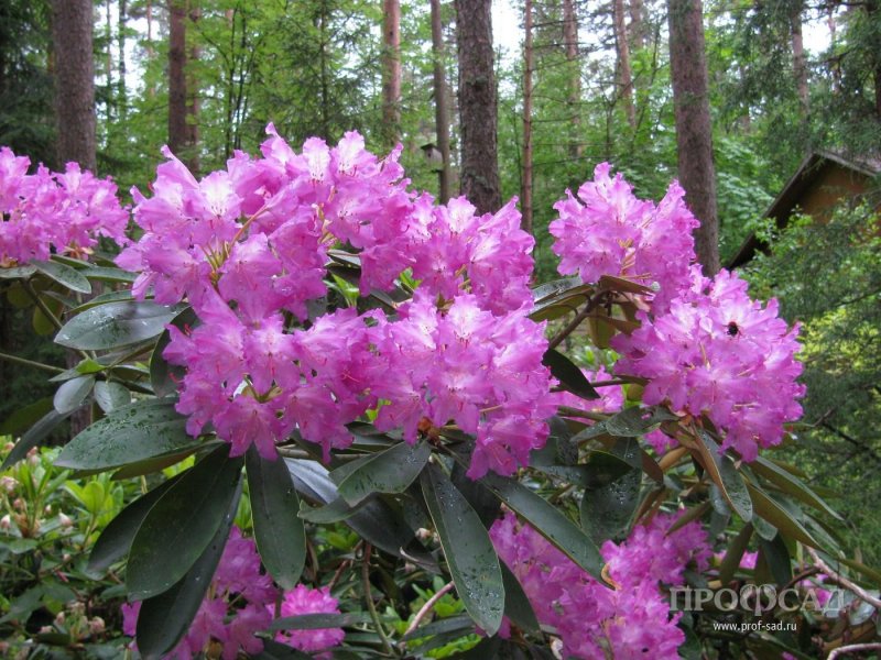 Рододендрон Смирнова Rhododendron smirnowii
