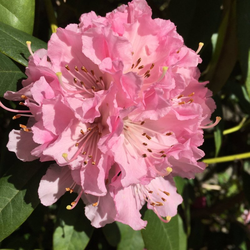 Рододендрон Rhododendron Ледебура