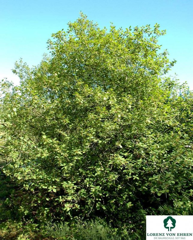 Крушина ломкая жостер